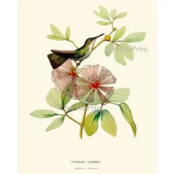 Hummingbirds Botanical Wall Art Home Decor Print Set of 4 Pink Green Antique Beautiful Tripical Birds Flowers Plants Illustration Home Room Decor Wall Art Unframed LoveThePrint