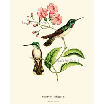 Hummingbirds Botanical Wall Art Home Decor Print Set of 4 Pink Green Antique Beautiful Tripical Birds Flowers Plants Illustration Home Room Decor Wall Art Unframed LoveThePrint