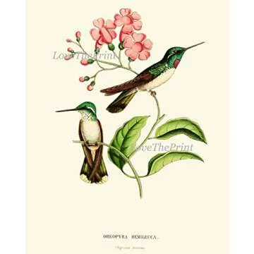 Hummingbirds Botanical Wall Art Home Decor Print Set of 4 Pink Green Antique Beautiful Tripical Birds Flowers Plants Illustration Home Room Decor Wall Art Unframed LoveThePrint