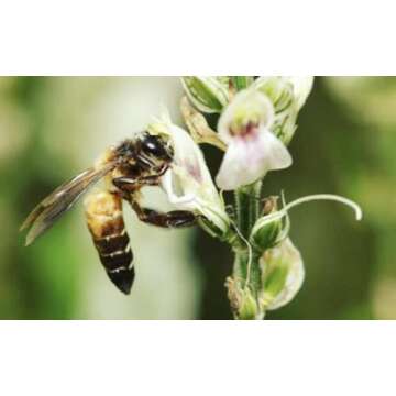 Heavenly Organics 100% Organic Raw White Honey 2 Pack - Size 22 OZ/Jar Lightly Filtered to Preserve ...