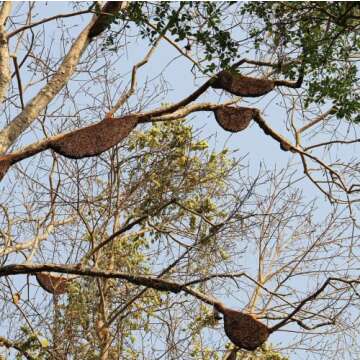 Heavenly Organics 100% Organic Raw White Honey 2 Pack - Size 22 OZ/Jar Lightly Filtered to Preserve Vitamins, Minerals and Enzymes; Made from Wild Beehives & Free Range Bees, Dairy, Nut, Gluten Free, Kosher, Chemical , Antibiotic and Glyphosate free