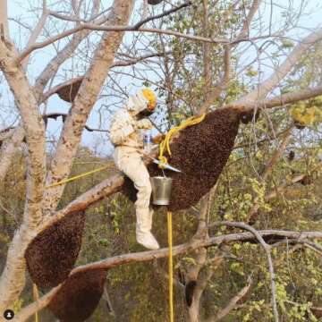 Heavenly Organics 100% Organic Raw White Honey 2 Pack - Size 22 OZ/Jar Lightly Filtered to Preserve Vitamins, Minerals and Enzymes; Made from Wild Beehives & Free Range Bees, Dairy, Nut, Gluten Free, Kosher, Chemical , Antibiotic and Glyphosate free