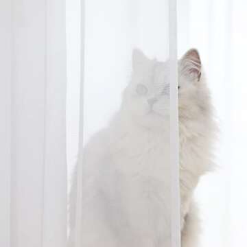 LONGTAI Windows Sheer White Curtains 84 Inches Long 2 Panels White Sheer Curtains Basic Rod Pocket P...