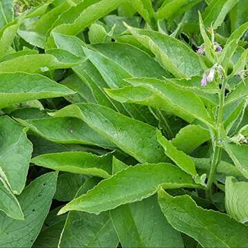 Frontier Co-op Dried Comfrey Leaf, 1lb Bulk Bag, Cut & Sifted - Organic & Natural Comfrey Herb, Kosher - For Lotions, Creams, and Hair Rinses