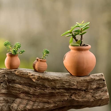 Mini Clay Pots for Succulents and Cacti - 12pcs Set