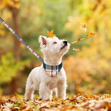 Stylish EXPAWLORER Puppy Collar and Leash Set for Outdoor Fun