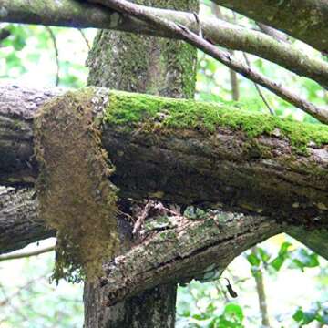 Preserved Green Sheet Moss Dried Natural for Fairy Gardens Terrariums or Any Craft or Floral Project (Sheet Moss-Green 6 OZ)