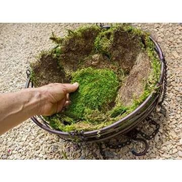 Preserved Green Sheet Moss Dried Natural for Fairy Gardens Terrariums or Any Craft or Floral Project (Sheet Moss-Green 6 OZ)