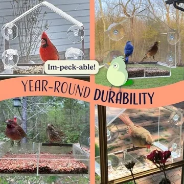 Window Bird Feeder with Quality Suction Cups for Enjoyable Viewing