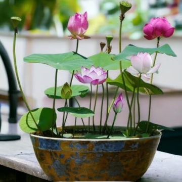 Mixed Color Lotus Seeds for Indoor & Outdoor Planting