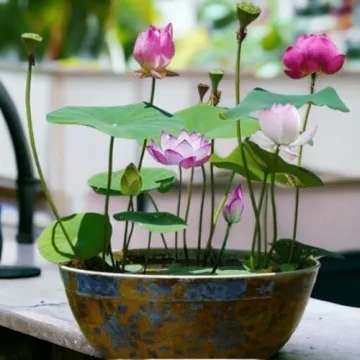 Mixed Color Lotus Seeds for Indoor & Outdoor Planting