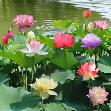 Mixed Color Lotus Seeds for Indoor & Outdoor Planting