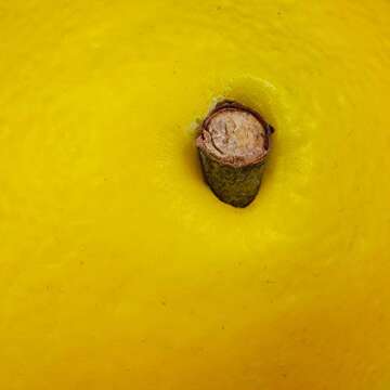 20 pcs Fake Lemons Decorations Faux Fruits Artificial Yellow Lemons for Lemon Wreath Garland Lemonade Party Kitchen Table Summer Spring Décor Fruit Bowl Vase Fillers Photography Props