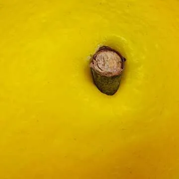 20 pcs Fake Lemons Decorations Faux Fruits Artificial Yellow Lemons for Lemon Wreath Garland Lemonade Party Kitchen Table Summer Spring Décor Fruit Bowl Vase Fillers Photography Props