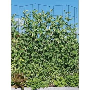 Tall Expandable Pea Trellis for Climbing Plants and Vines