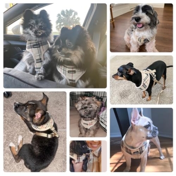 Comfortable Adjustable Dog Harness & Leash Set for Small Dogs