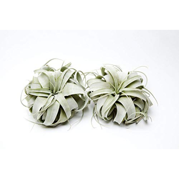 Tillandsia Xerographica Air Plant Grown in California