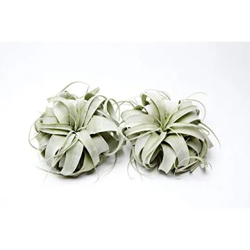 Tillandsia Xerographica Air Plant Grown in California