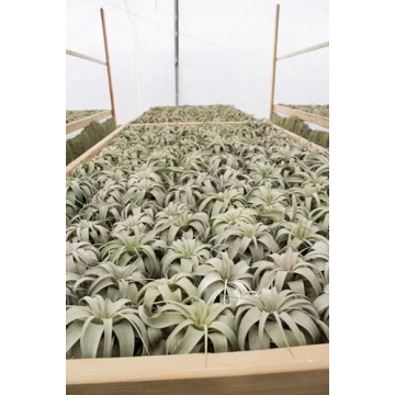 Tillandsia Xerographica Air Plant Grown in California