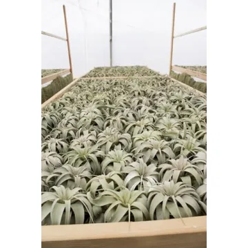 Tillandsia Xerographica Air Plant Grown in California