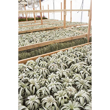 Tillandsia Xerographica Air Plant Grown in California