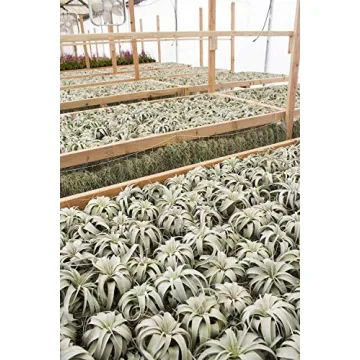 Tillandsia Xerographica Air Plant Grown in California