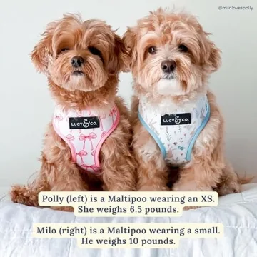 Stylish Reversible Dog Harness for Every Breed