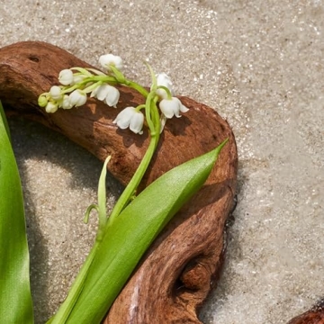 AromaTech Santal Escape Essential Oil Blend for Diffusers