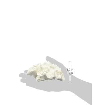 Abbott Collection 20-SEASHORE/33 Small White Flower Coral Decorative Resin Figurine