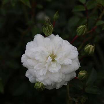 Heirloom Roses Rose Plant - Seafoam White Rose Bush, Landscape Live Plant for Planting Outdoors