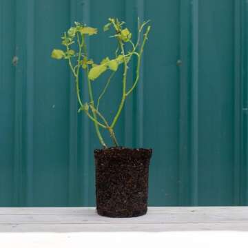 Heirloom Roses Rose Plant - Seafoam White Rose Bush, Landscape Live Plant for Planting Outdoors