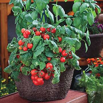 Gaea's Blessing Tomato Seeds - Sweet Red Cherry Variety