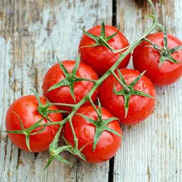 Gaea's Blessing Tomato Seeds - Sweet Red Cherry Variety