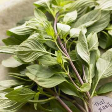 Fresh Thai Sweet Basil 14 Oz - Aromatic & Flavorful