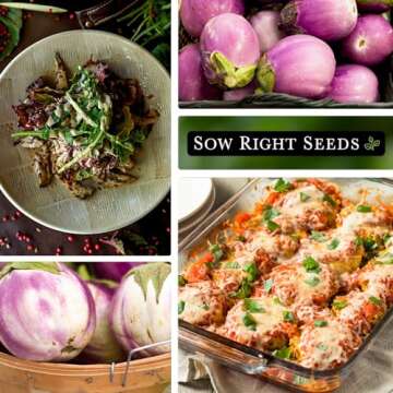 Sow Right Seeds Rosa Bianca Eggplant - Heirloom Variety for Gardens