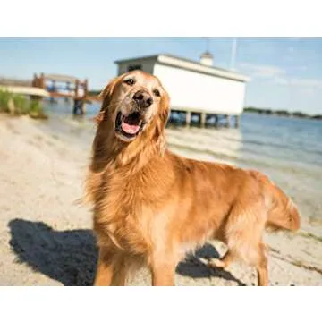VetriScience Vetri Bladder Canine Supplement for Incontinence