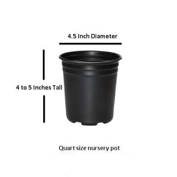 Amethyst Falls Wisteria Vine - Live Plant - Quart Pot