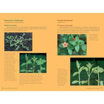 Edible Wild Plants – Explore Wild Foods Expertly