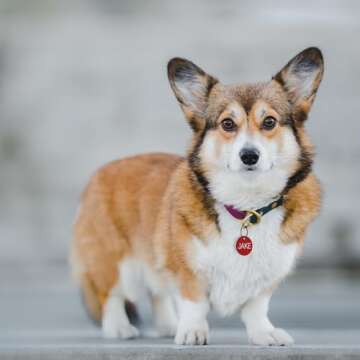 Providence Engraving Pet ID Tags in 8 Shapes, 8 Colors, and Two Sizes - Personalized Dog and Cat Tag...