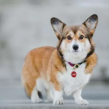 Providence Engraving Pet ID Tags in 8 Shapes, 8 Colors, and Two Sizes - Personalized Dog and Cat Tag...