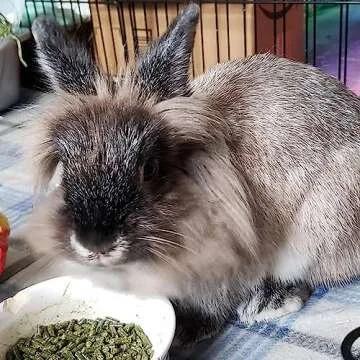 Sherwood Rabbit Food - Hay-Based, Grain and Soy-Free 4.5 lbs