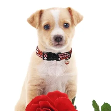 UP URARA PUP Stylish Pink Heart Dog Collar for Pets