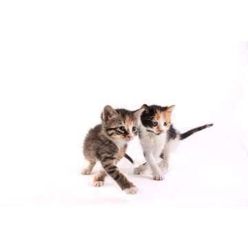 Hartz Kitten Milk Replacer - Perfect Nutrition for Kittens