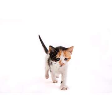 Hartz Kitten Milk Replacer - Perfect Nutrition for Kittens