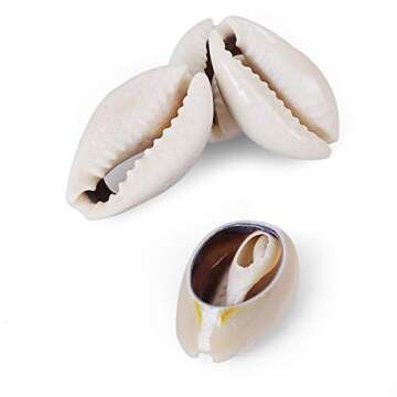 150 PCS 0.63"-0.71" Natural Strong Cowrie Shell Beads Smooth Cut Oval Seashells, Beach Seashells wit...