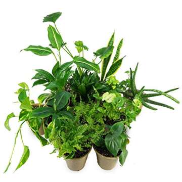 Clean AIR Houseplant Multi-Pack Gift Collection with Eco-Friendly Rice Hull Pots (3 Plants)