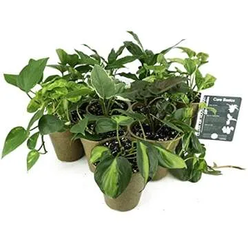 Clean AIR Houseplant Multi-Pack Gift Collection with Eco-Friendly Rice Hull Pots (3 Plants)