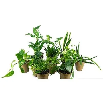 Clean AIR Houseplant Multi-Pack Gift Collection with Eco-Friendly Rice Hull Pots (3 Plants)