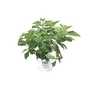 Proven Winners Incrediball Hydrangea - Hydrangea A. Incrediball - 3 Gallon