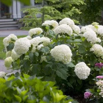 Proven Winners Incrediball Hydrangea - Hydrangea A. Incrediball - 3 Gallon